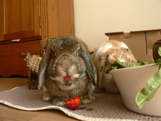 Le lapin mange des fraises. - Blagues et les meilleures images drôles!