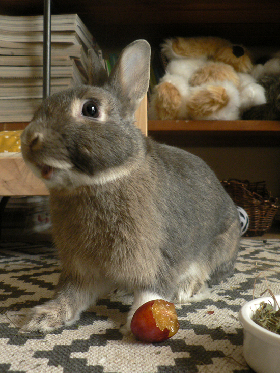 Quelles friandises donner à mon lapin ? - Rabbits World