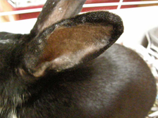 A quoi servent les oreilles du lapin ? - SPA de Lyon et du Sud-Est